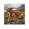 Golden Retriever Hiking Face Towel — Scenic Dog Photo Microfiber Washcloth